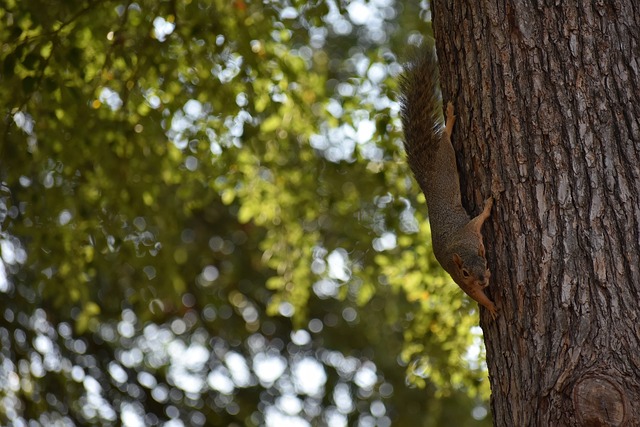 战术策略分 战术策略分